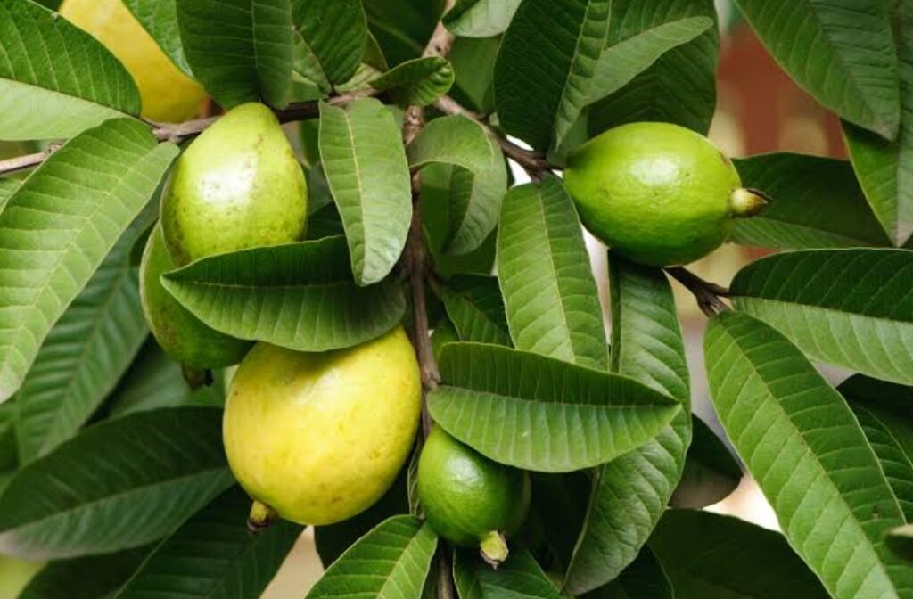 Benefits of Guava Leaf