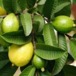 Top 10 Benefits of Guava Leaf: Uses, Nutritional Advantage Benefits of Guava Leaf
