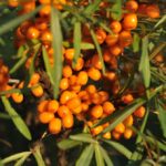Sea Buckthorn Benefits
