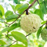 Benefits of Custard Apple