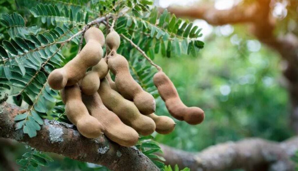 Health Benefits of Tamarind