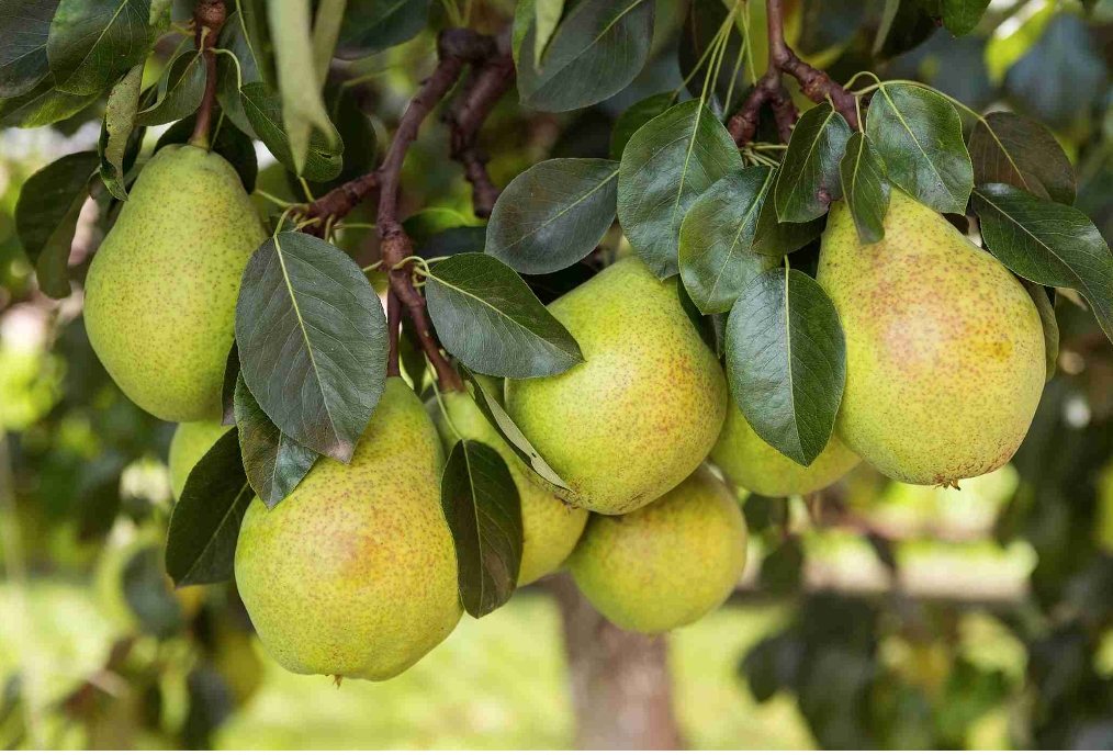 Health Benefits of Pear