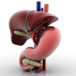 Gut and Liver Health