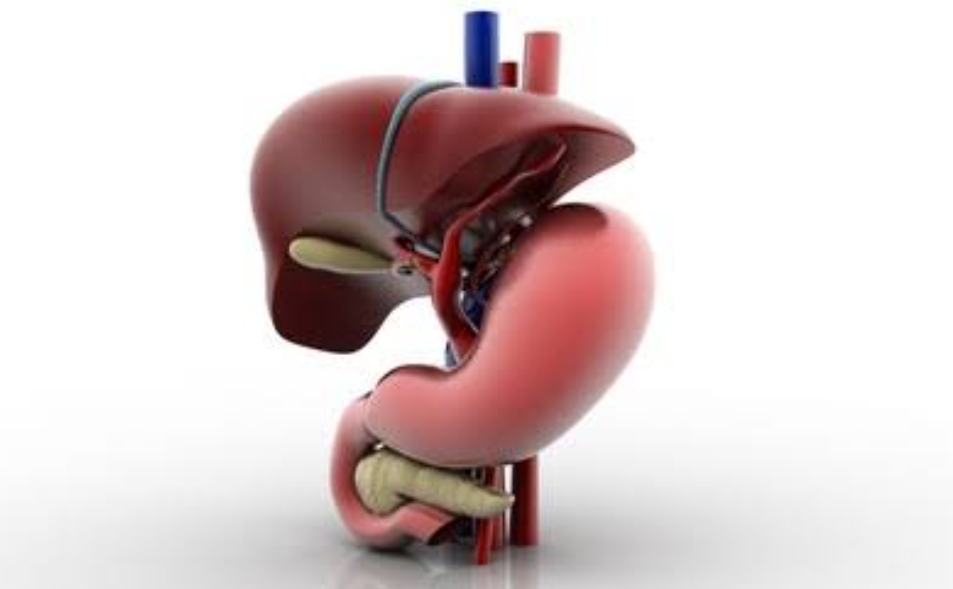 Gut and Liver Health