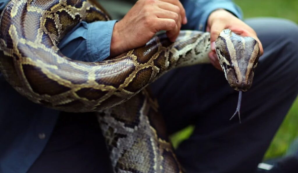 How pythons could be the key to unlocking the next-generation weight-loss drug