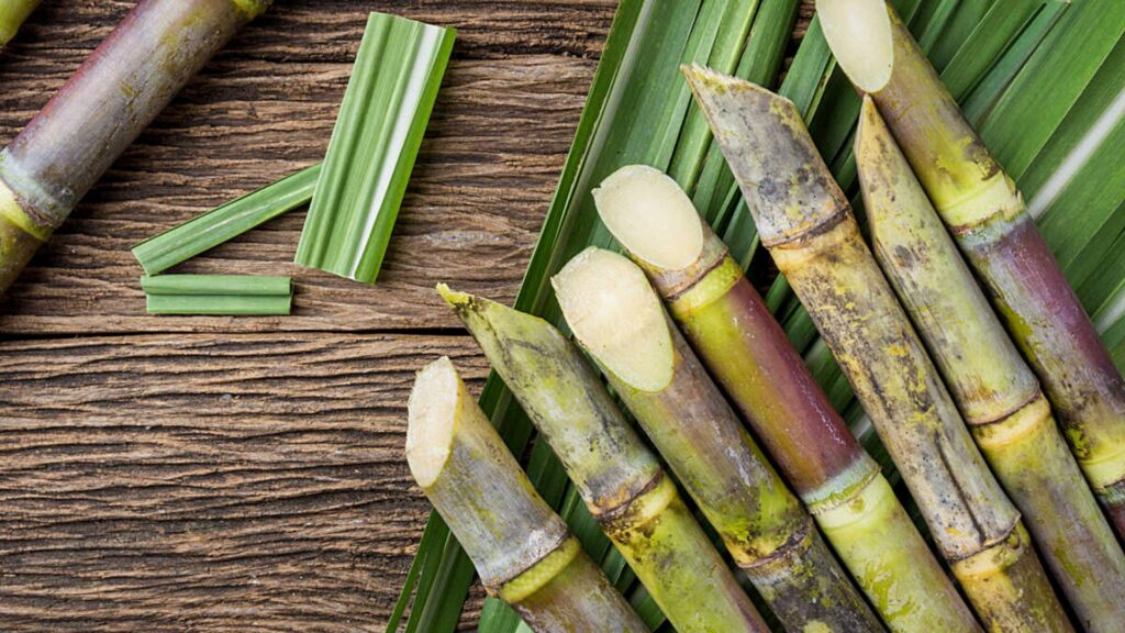 Sugarcane Breeding Institute Strengthens Tribal Health Awareness through Community Campaign