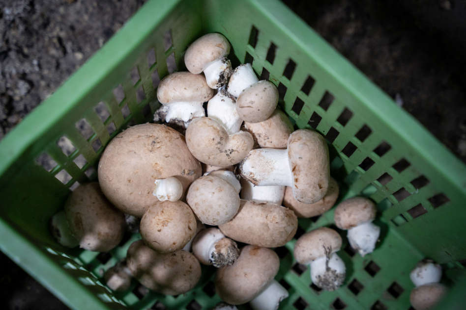 Mineral Deficiency?
